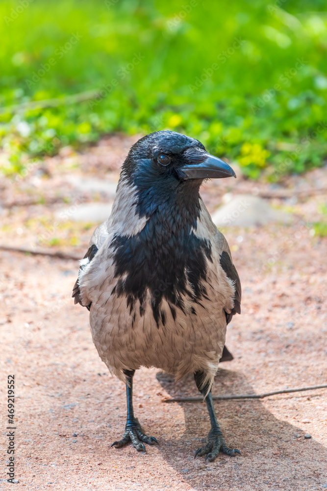 Obraz premium Black crow walks on green lawn. Raven on grass. Wild bird on meadow.