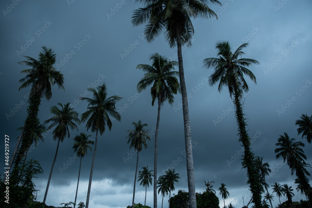 Obraz premium Coconut trees during heavy winds or typhoon rainy days