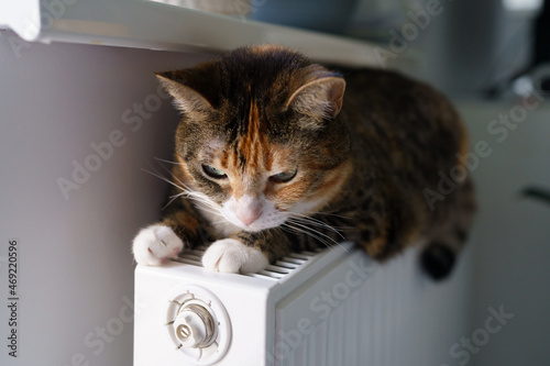 Funny cat lying on warm radiator battery in living room. Multi colored kitty feel comfortable sleeping on hot heater indoors during wither or autumn heating season. Adorable domestic animal lifestyle © DimaBerlin