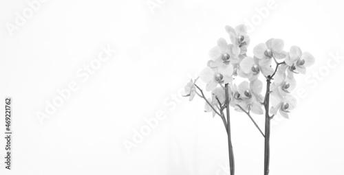Orchid with white background