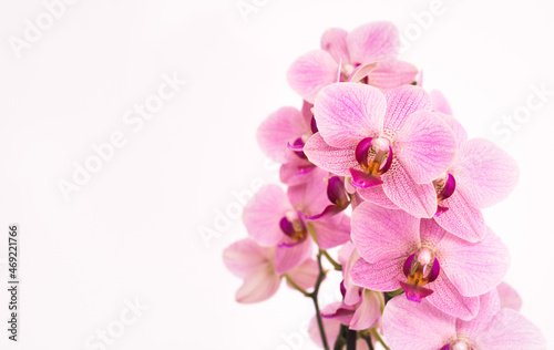 Purple orchid with white background