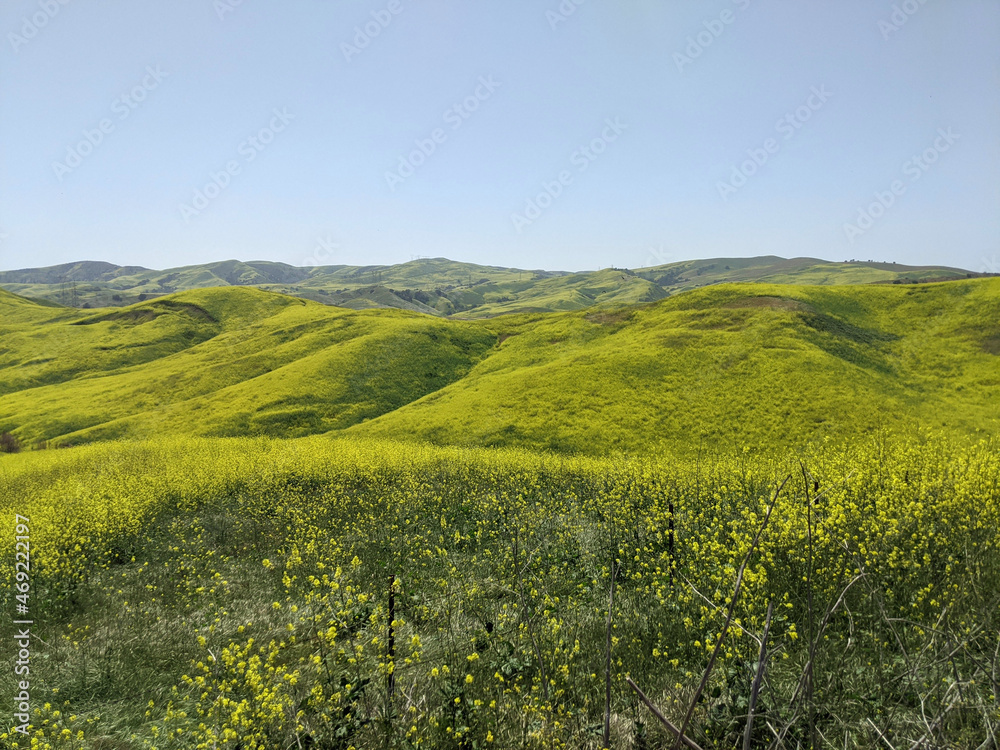 rapeseed field 