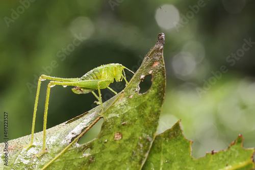 A young long-legged grasshopper is foraging in the bushes. This insect has the scientific name Mecopoda nipponensis. 