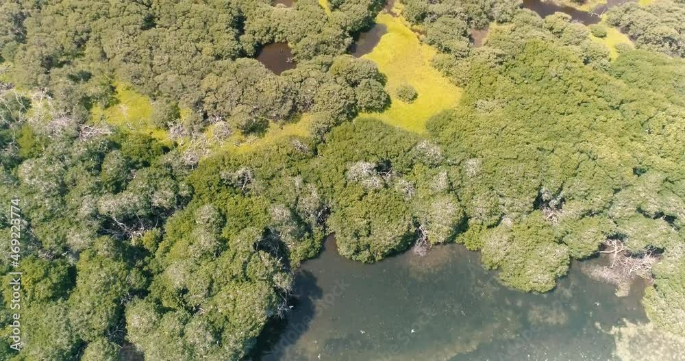Aerial View tilt up reveal Mangrove Forest In The Middle Of Blue Lagoon, Lake with birds flying Aerial View tilt up reveal Mangrove Forest In The Middle Of Blue Lagoon, Lake with birds flying