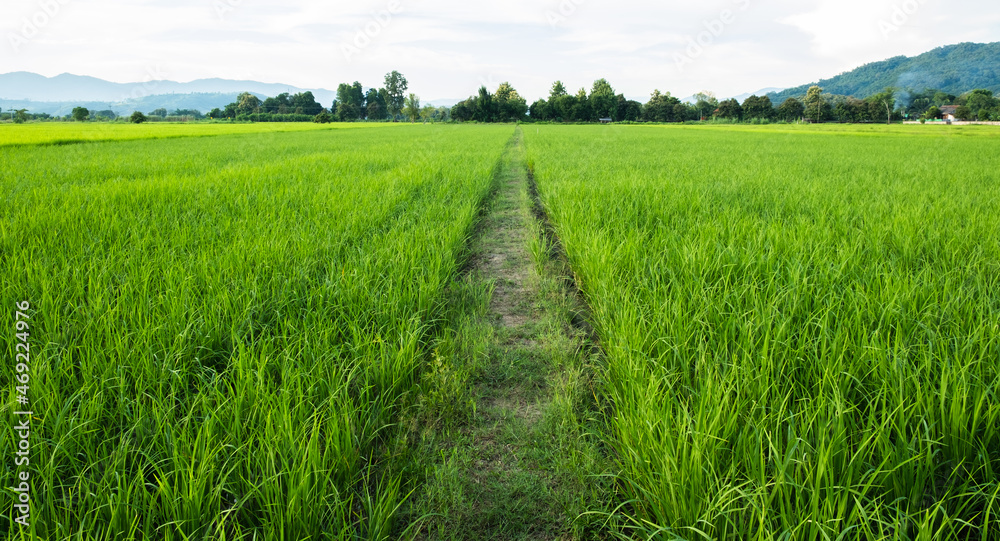 Young rice and pathway in fields.Rice field with pathway. Pathway in the middle of rice fields.