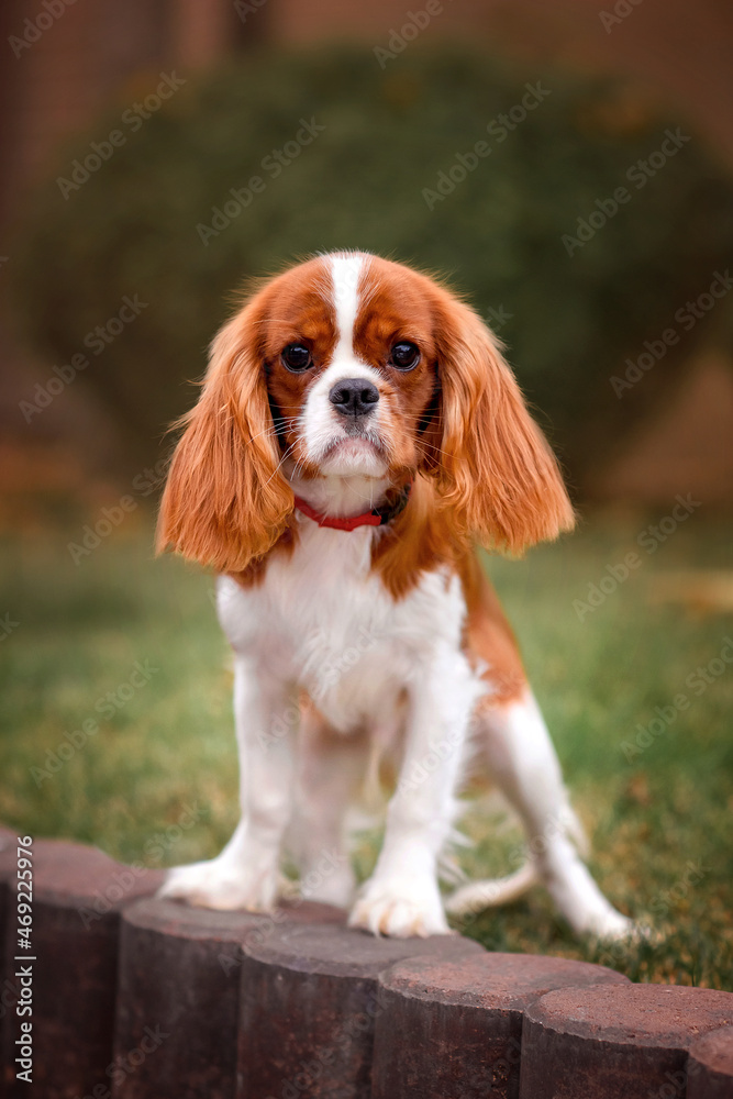 dog puppy cavalier king Charles Spaniel blenheim