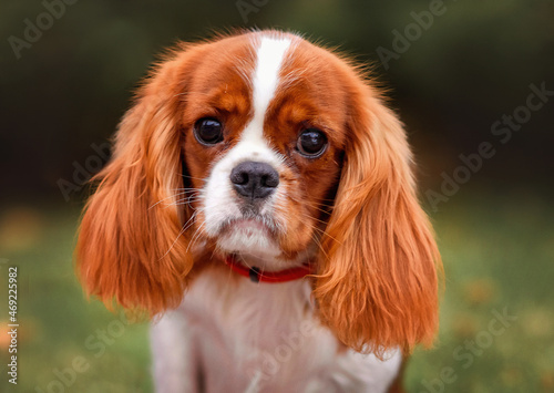 dog puppy cavalier king Charles Spaniel blenheim © Виктория Дубровская