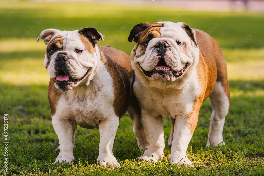 Obraz premium Two English Bulldogs dog puppy outdoors meeting