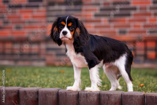 dog puppy 4 months cavalier king charles spaniel tricolor