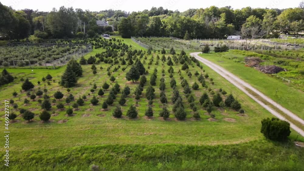 Low aerial clip showing christmas tree plantation. Static to forward motion drone shot. Low aerial clip showing christmas tree plantation. Static to forward motion drone shot.