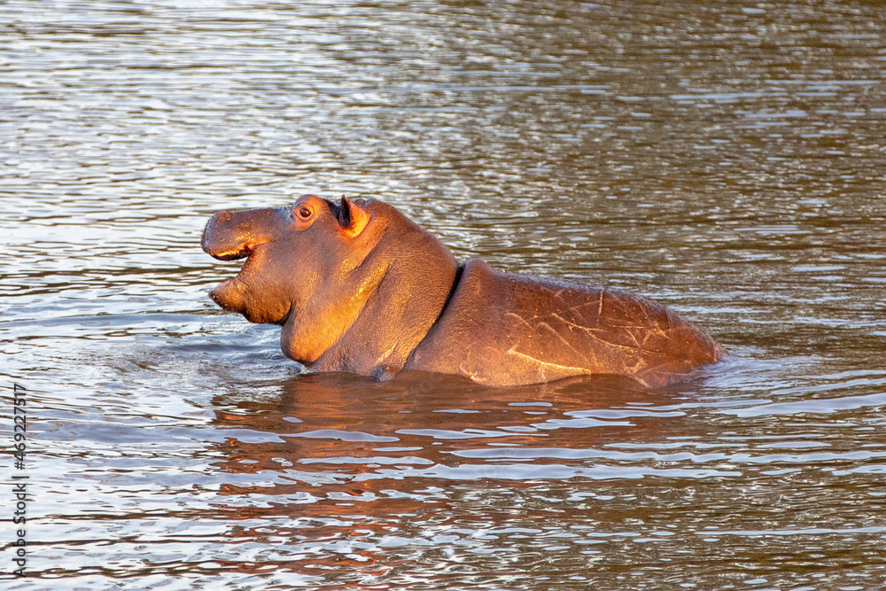 Young injured Common Hippopotamus [hippopotamus amphibius] in a lake in Africa