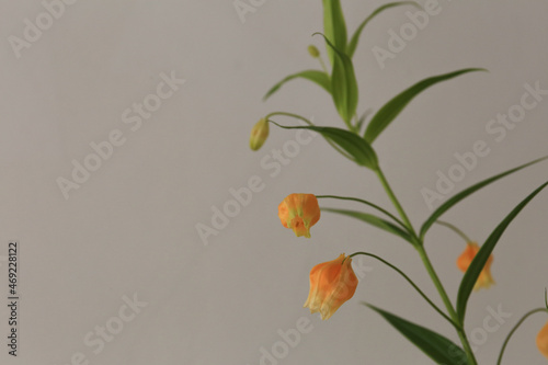 close up view of orange golden Sandersonia aurantiaca flower with grey background photo