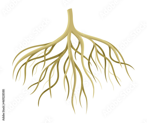 Tree rootstalk, bush or shrub root system. Botany or dendrology design element vector illustration photo