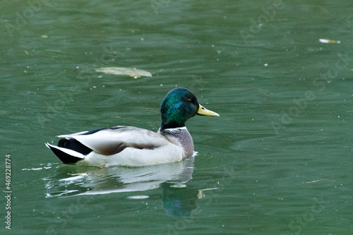 池を泳ぐマガモ photo