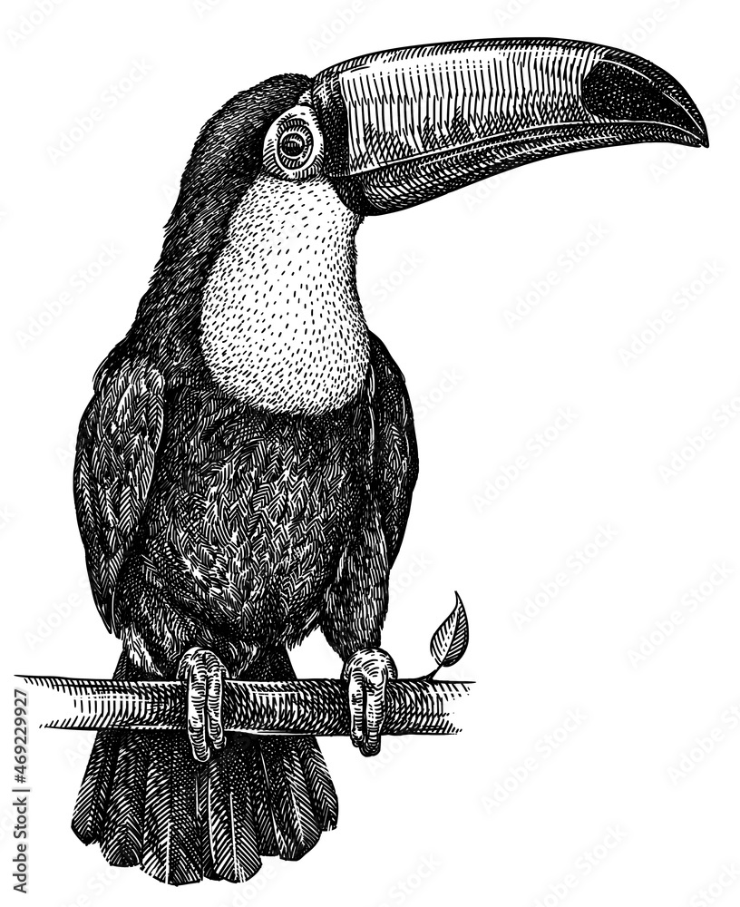 Fototapeta premium black and white engrave isolated toucan illustration