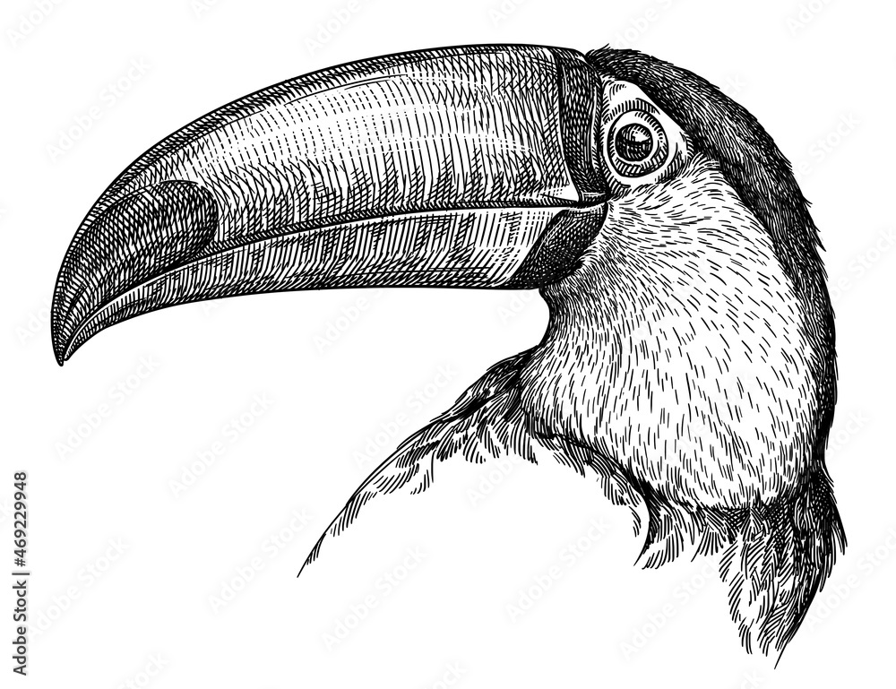 Fototapeta premium black and white engrave isolated toucan illustration