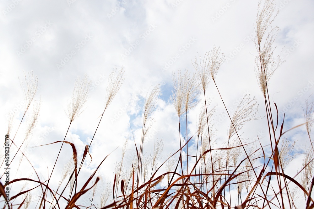 Fototapeta premium 한국공원의갈대꽃입니다