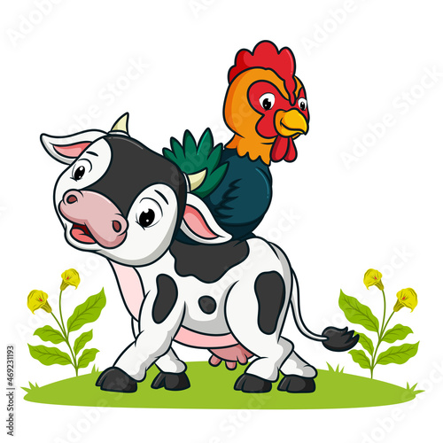 The small cow is playing with the rooster