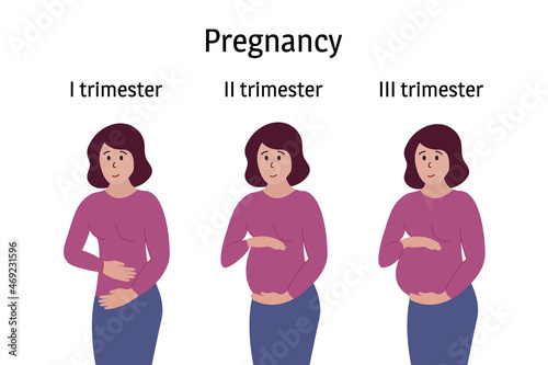 Pregnancy stages. Pregnant woman standing, smiling and touching belly in different trimester periods. Body changes, belly grows. Vector infographics photo