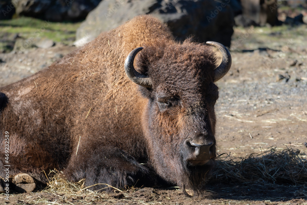 眠るアメリカンバイソン　Sleeping AMERICAN BISON