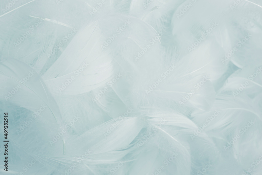 Fototapeta premium Soft White Fluffly Featehrs Texture Background.