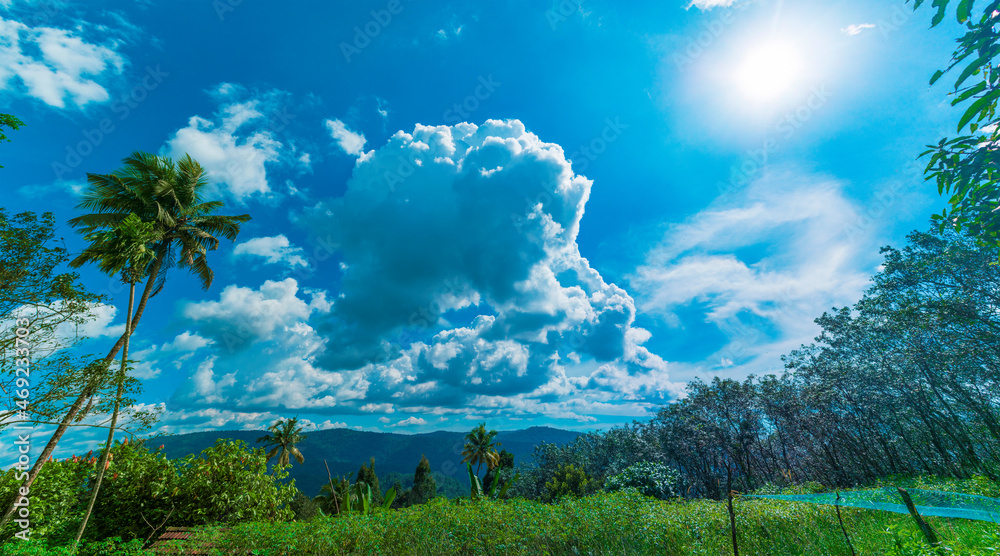 Fototapeta premium landscape with trees and clouds