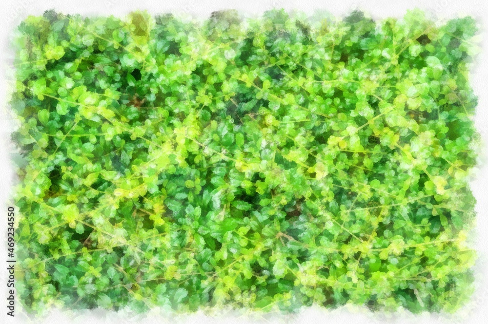 bush tree watercolor style illustration impressionist painting. bush tree watercolor style illustration impressionist painting.