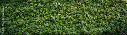 A green wall made from natural plants