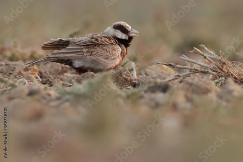 Ashy crowned sparrow lark bird on ground. Eremopterix griseus.
The ashy-crowned sparrow-lark is a small sparrow-sized member of the lark family. photo