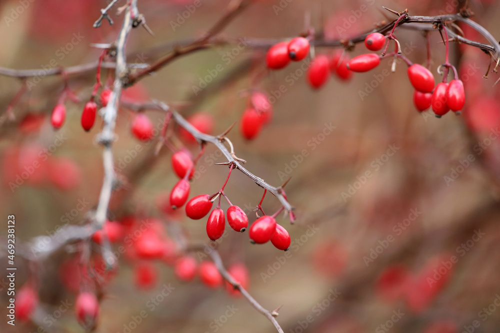 Red barberry berries on a branch. Berberis vulgaris on a bush in autumn forest