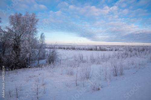 Winter forest at dawn, trees are white with frost