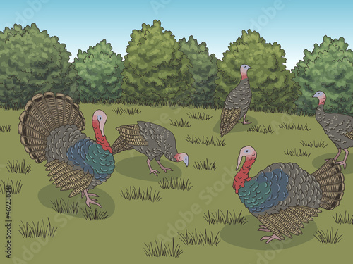 Turkey farm bird yard graphic color landscape sketch illustration vector