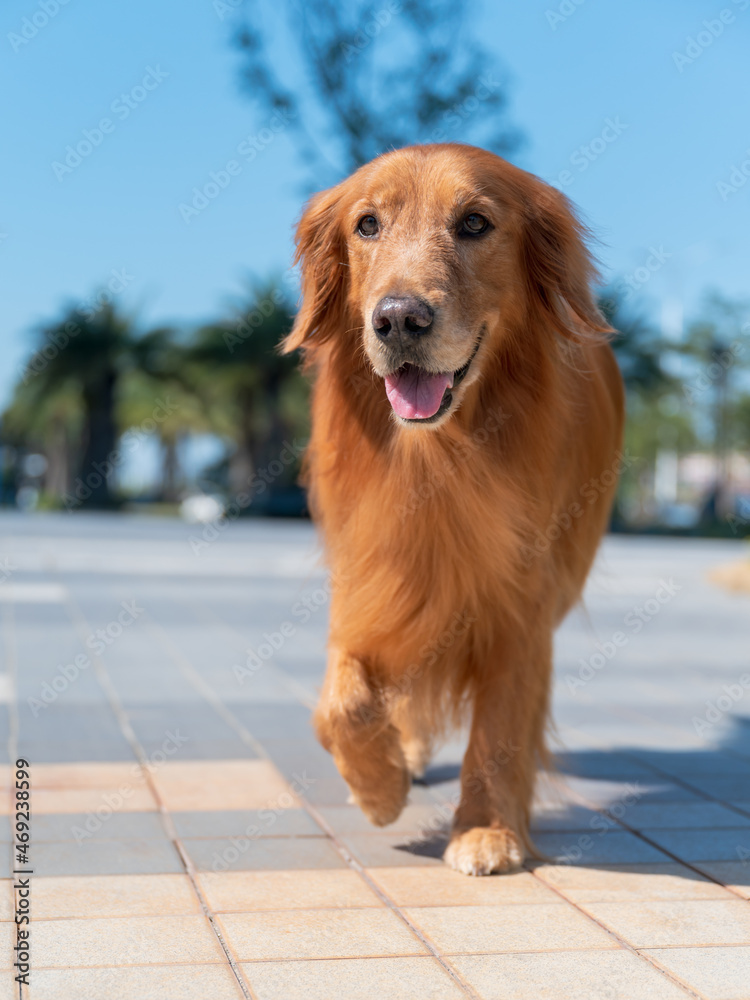 Golden Retriever walking alone outdoors Golden Retriever walking alone outdoors
