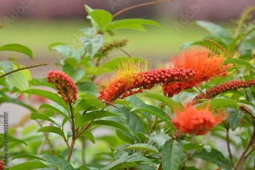 Combretum fruticosum, known as orange flame vine or chameleon vine, is a species of bushwillow that occurs from Mexico to northern Argentina photo