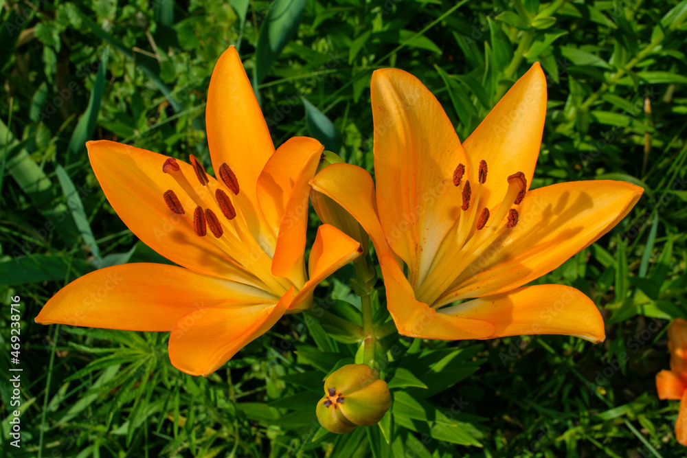 Fototapeta premium Floral garden. Orange Lily (Latin: Lilium) closeup. Selective focus.