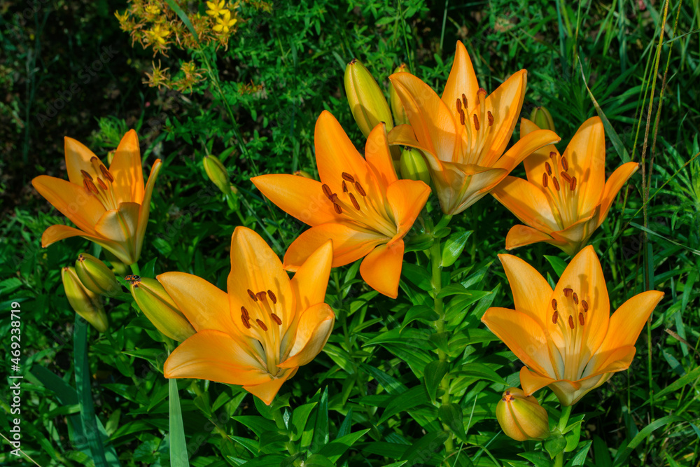 Floral garden. Beautiful orange Lily (Latin: Lilium) closeup. Soft selective focus. Floral garden. Beautiful orange Lily (Latin: Lilium) closeup. Soft selective focus.