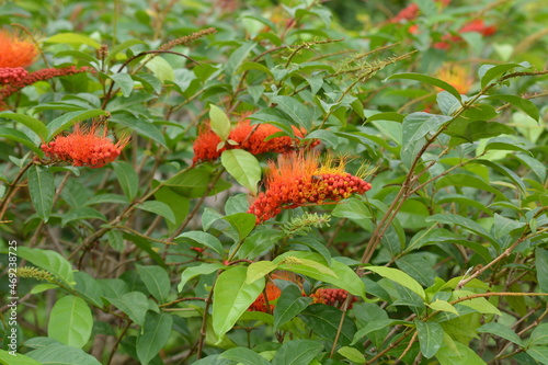 Combretum fruticosum, known as orange flame vine or chameleon vine, is a species of bushwillow that occurs from Mexico to northern Argentina photo