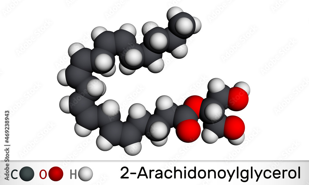 2-Arachidonoylglycerol, 2-AG molecule. It is an endocannabinoid, formed from omega-6 arachidonic acid and glycerol. Molecular model. 3D rendering 2-Arachidonoylglycerol, 2-AG molecule. It is an endocannabinoid, formed from omega-6 arachidonic acid and glycerol. Molecular model. 3D rendering