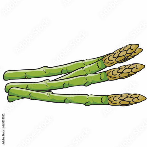 several sprigs of ripe asparagus in green color, isolated object on white background, vector illustration,