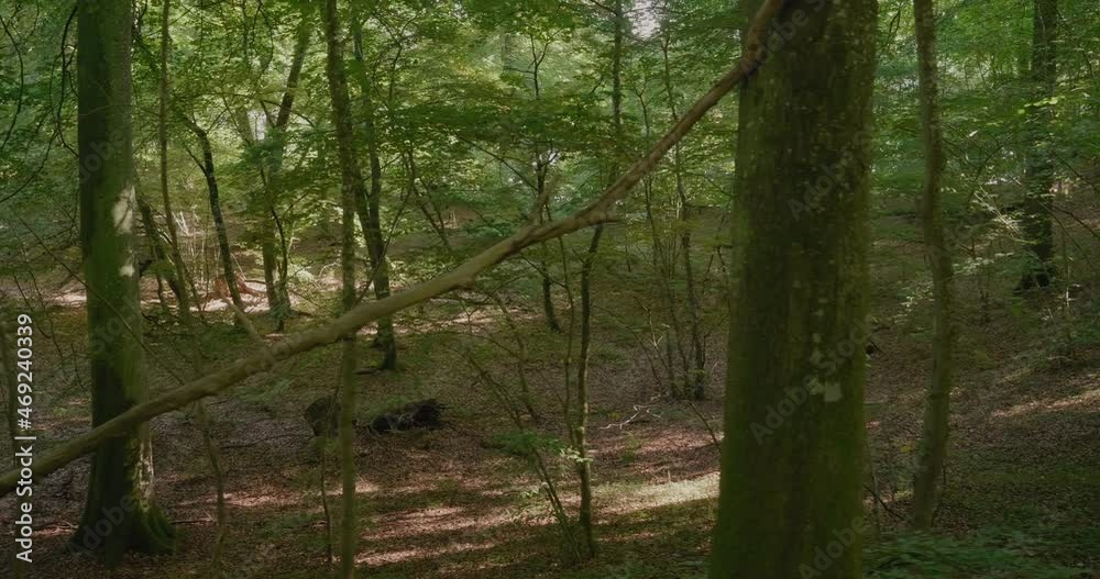 Walking Past Thick Tress in Exotic Forest Gyllebo in South Sweden Skåne, Wide Shot Tracking Sideways Walking Past Thick Tress in Exotic Forest Gyllebo in South Sweden Skåne, Wide Shot Tracking Sideways