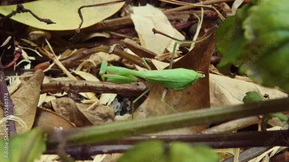 Green praying mantis standing still while hiding behind green leaves and vines on the forest floor. Close up Green praying mantis standing still while hiding behind green leaves and vines on the forest floor. Close up