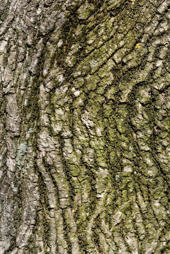 Naklejka premium Norway maple