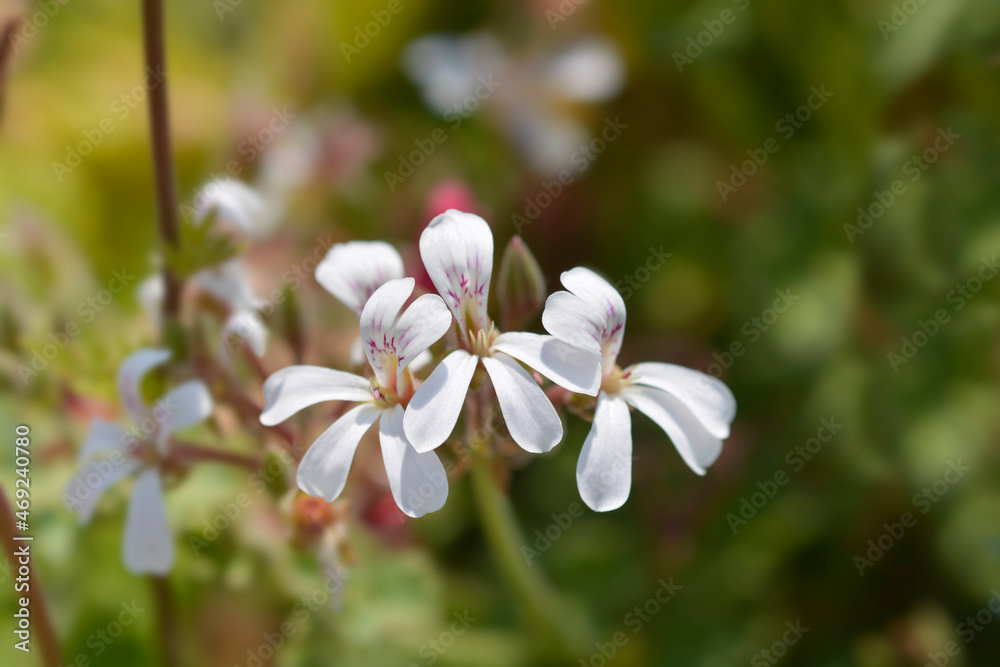 Apple scented geranium