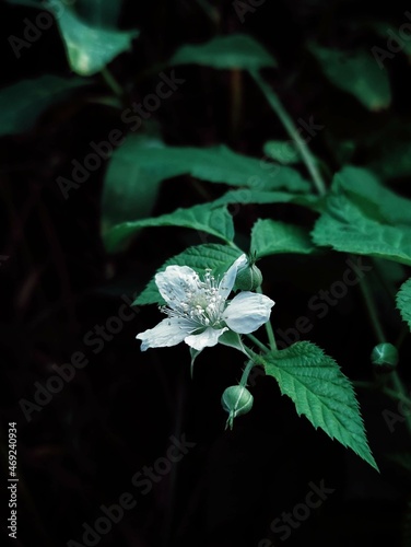 white flower green leaf