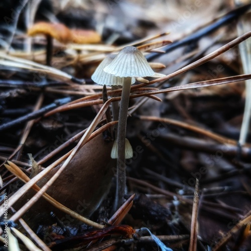 mushroom in the forest