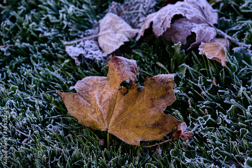 Fallen leaves during the fall and covered with a layer of frost
