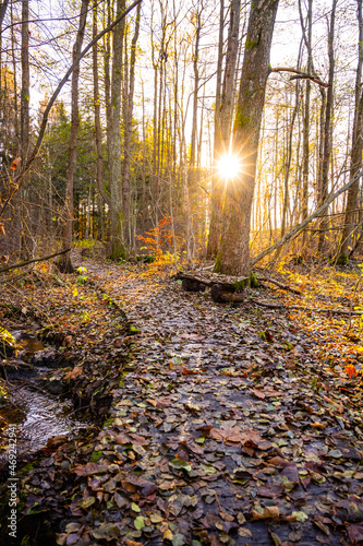 Forest footpath on colorful autumnal day