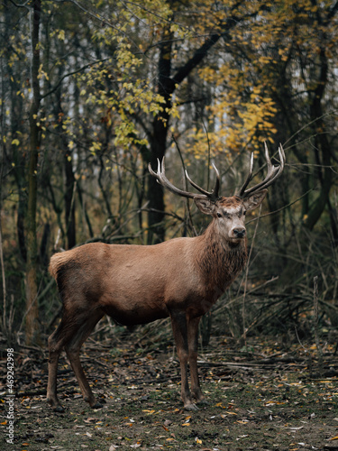 Deer stag portrait in the woods.