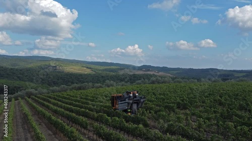 Grape Harvesting in Tuscany, panoramic view