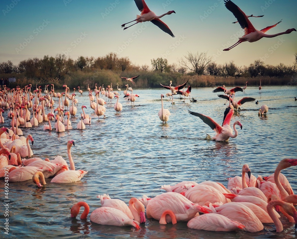 Obraz premium Flamants roses